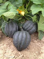 Black Bellota F1