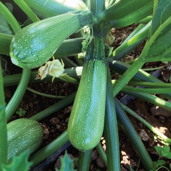 Mexicana Summer Squash