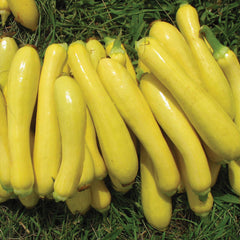 Slick Pik Ys 26 Summer Squash