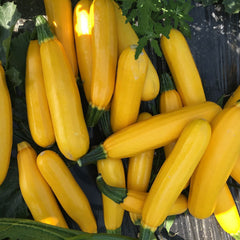 Golden Star Summer Squash