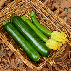 Cash Machine Summer Squash