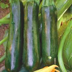 Black Beauty Summer Squash