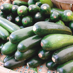 Black Beauty Summer Squash