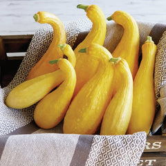 Yellow Crookneck Summer Squash