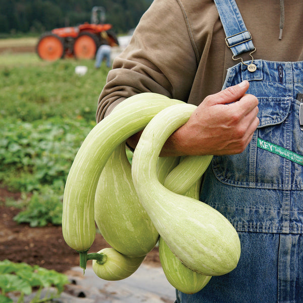 Tromboncino Summer Squash