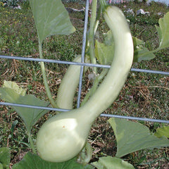 Tromboncino Summer Squash