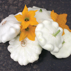 Benning's Green Tint Summer Squash