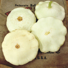 Benning's Green Tint Summer Squash
