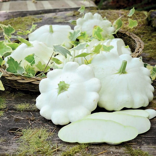 Benning's Green Tint Summer Squash