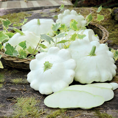 Benning's Green Tint Summer Squash