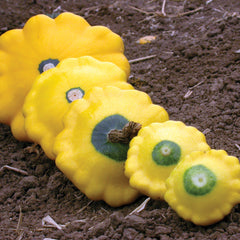Sunburst Summer Squash