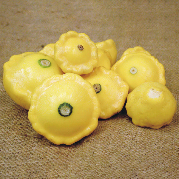 Sunburst Summer Squash