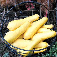 Superpik Summer Squash