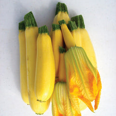 Cube Of Butter Summer Squash