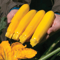 Yellowfin Summer Squash