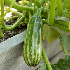 Bush Baby Summer Squash