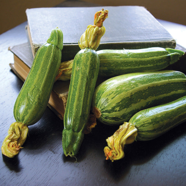 Bush Baby Summer Squash