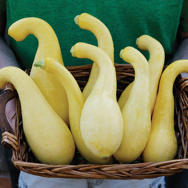 Delta Summer Squash