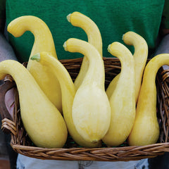 Delta Summer Squash