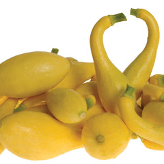 Delta Summer Squash