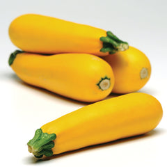 Easy Pick Gold II Summer Squash
