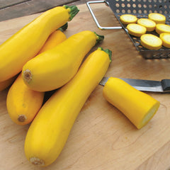 Easy Pick Gold II Summer Squash