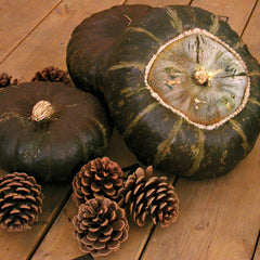 Discus Bush Buttercup Winter Squash