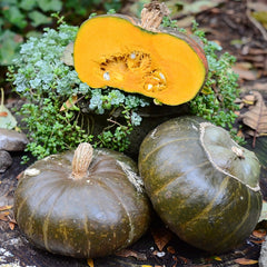 Discus Bush Buttercup Winter Squash