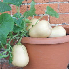 Butterbush Winter Squash