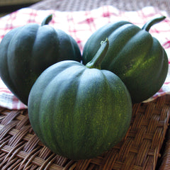 Honey Bear Winter Squash