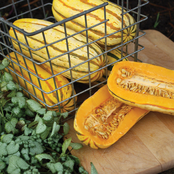 Delicata Winter Squash