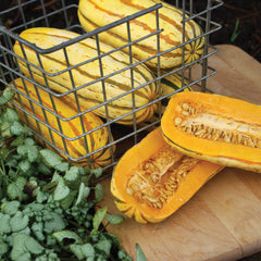 Delicata Winter Squash