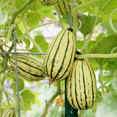 Delicata Winter Squash