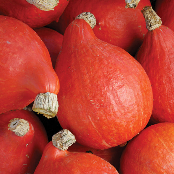 Red Kuri Winter Squash