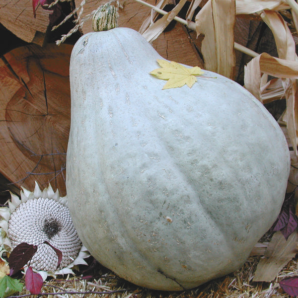 Sugar Hubbard Winter Squash