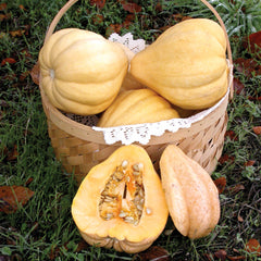 Thelma Sanders' Sweet Potato Winter Squash