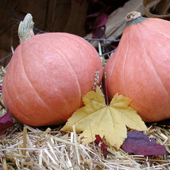 Gold Nugget Winter Squash