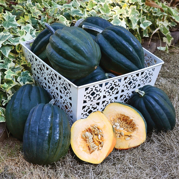 Reno Winter Squash