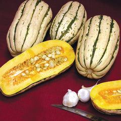 Bush Delicata Winter Squash