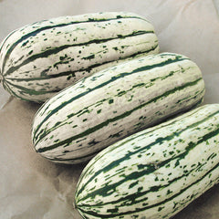 Bush Delicata Winter Squash