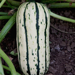 Bush Delicata Winter Squash