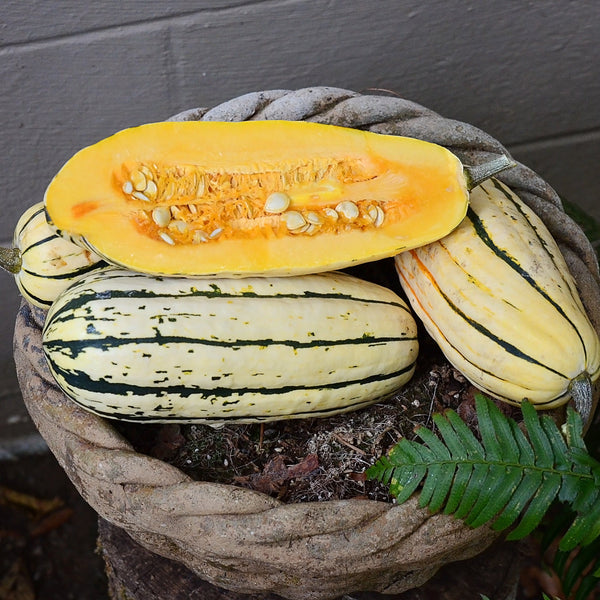 Bush Delicata Winter Squash