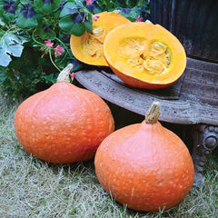 Orange Summer Winter Squash
