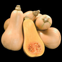 Hunter Winter Squash