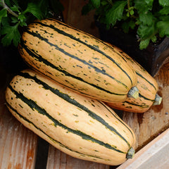 Honeyboat Winter Squash