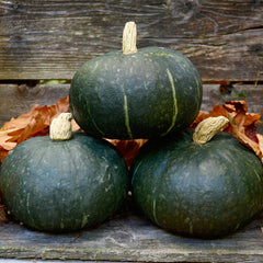 Sweet Mama Winter Squash