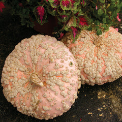 Galeux D'Eysines Winter Squash