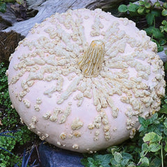 Galeux D'Eysines Winter Squash