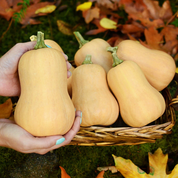 Butterbaby Winter Squash