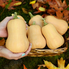 Butterbaby Winter Squash